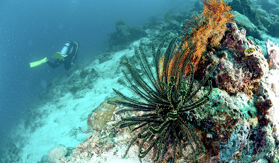 Pulau Mabul